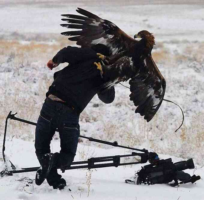 Eagle Snatche Photographer