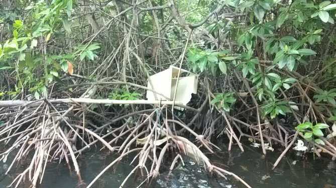 A bathtub caught between mangrove trees