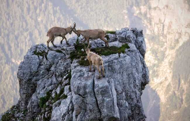 mountain goats gravity