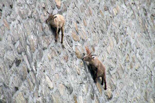 mountain goats gravity