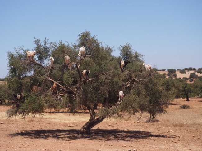 mountain goats gravity