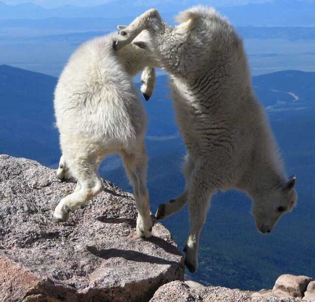 mountain goats gravity