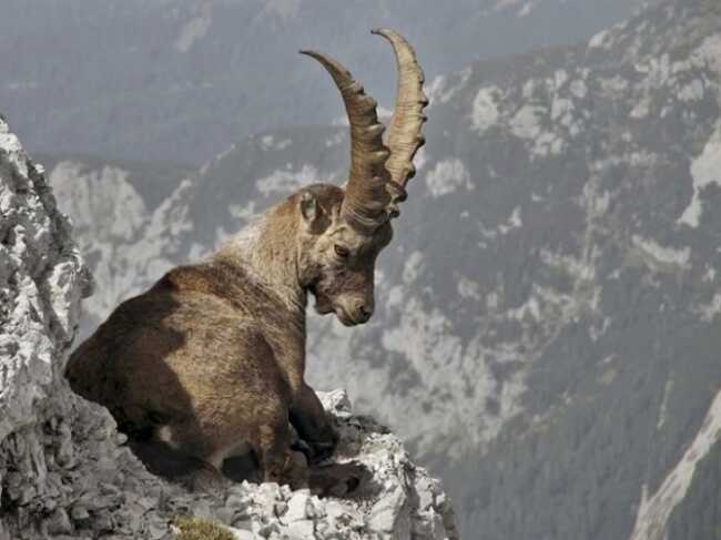 mountain goats gravity