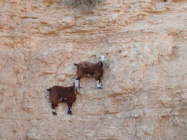 mountain goats gravity