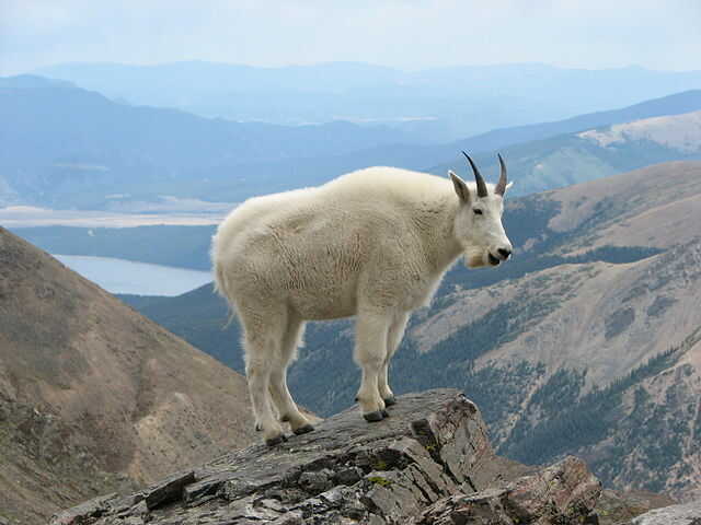 mountain goats gravity