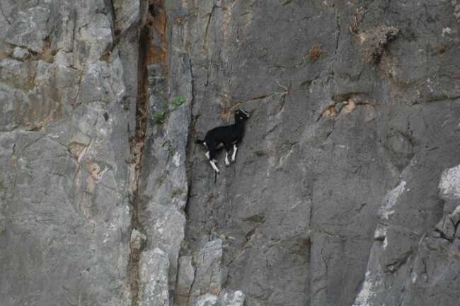 mountain goats gravity