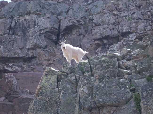 mountain goats gravity