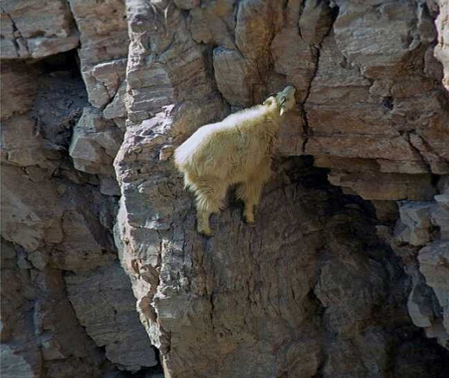 mountain goats gravity