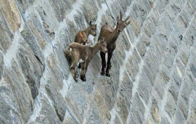 mountain goats gravity