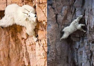 mountain goat wild goat