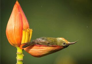 Tiny Bird Using Banana Flower Petal as Bathtub