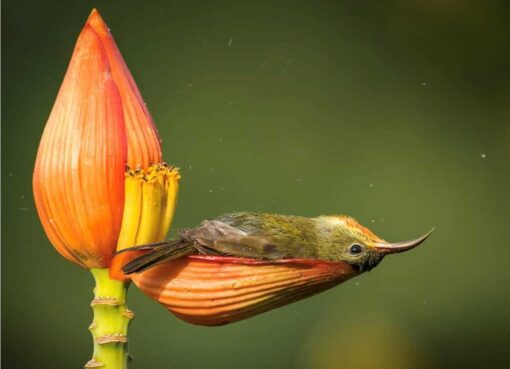 Tiny Bird Using Banana Flower Petal as Bathtub