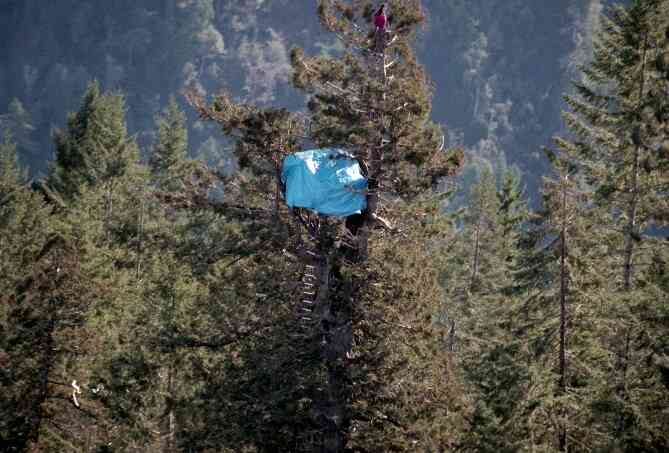 Julia Butterfly Hill Lived in a Tree for 738 Days « Thought Might