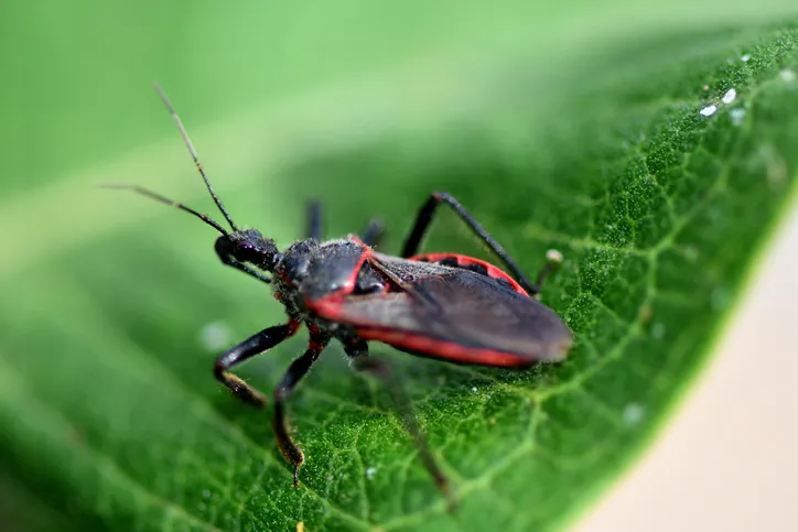Assassin Bug