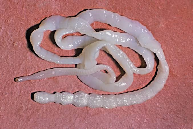 Tapeworms